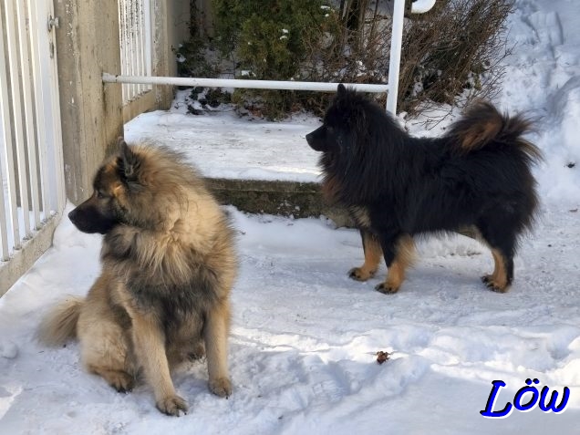 11.1.2026 - Hunde und Schnee im Neuen Jahr